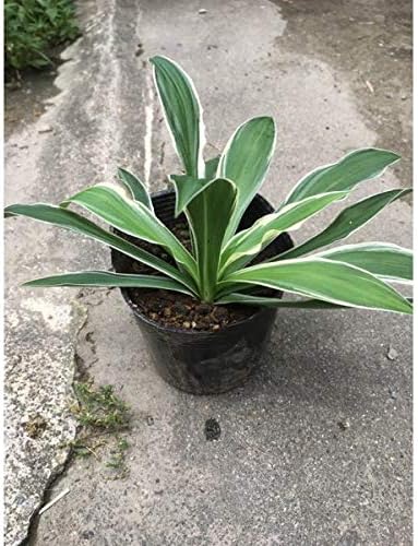 Amazon 80本 セット フイリホソバギボウシ 斑入り細葉擬宝珠 多年草 10 5ｐ 80本 グランドカバー 下草 雑草予防 Diy 工具 ガーデン