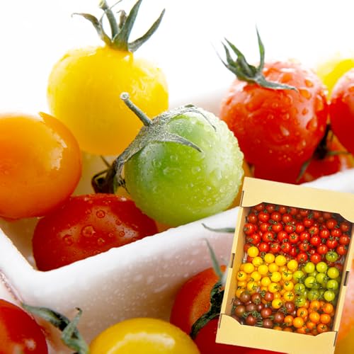 選べる容量 岩永さんちのカラフルミニトマト (5色) 約1kg / 2kg / 3kg[農林水産大臣賞受賞]有機肥料・化学肥料不使用 | 生産者直送 野菜 旬 サラダ 新鮮 おやつ お弁当 ふるさと 人気 佐賀県 鹿島市 (1kg)