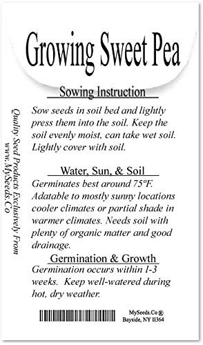 Big Pack - Sweet Pea Sweetpea Flower Seed (400+) Lathyrus Odoratus Flower Seeds - Heirloom Mix Very Fragrant Blooms - Red Salmon Pink Lavender - Non-Gmo Flower Seeds By Myseeds.co (Big Pack Sweet Pea) #TOP2