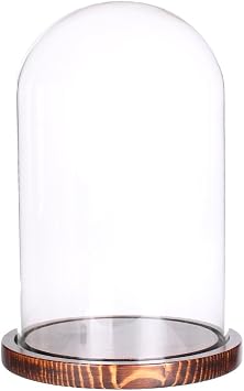 Glass Cloche Bell Jar Display Dome with Wooden Base Dia 5.9" x H 10" coffee wood base