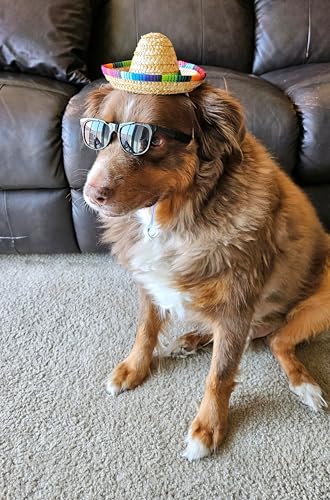 Disfraz para perros medianos estilo Retro con sombrero mexicano miniatura 4