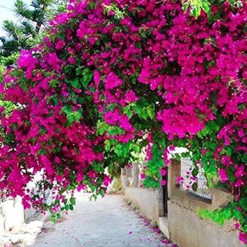 LovePlz 100Pcs/Bag Bougainvillea Seeds Neutral Climbing Medium Sun Georgia Seeds for Gardens Rose Red Cover