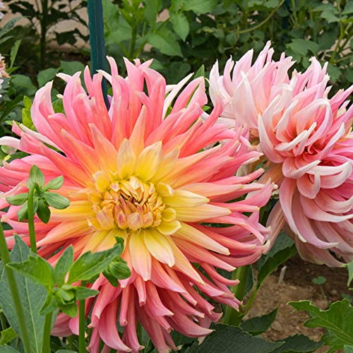1x Dahlia Cactus Vibrant Blend of Colour Exceptional Blooms Looks Spectacular in Beds or Borders for Your Beautiful Garden (Dahlia Cactus Alfred Grille)