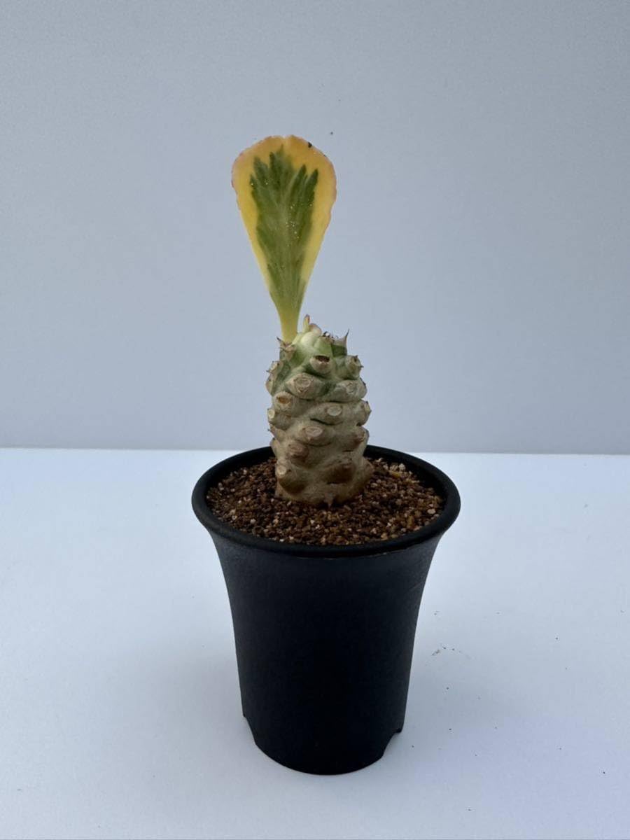 ユーフォルビア パルビキアソフォラ（ムカゴ 自家繁殖苗） ユーフォルビア パルビキアソフォラ（ムカゴ 自家繁殖苗