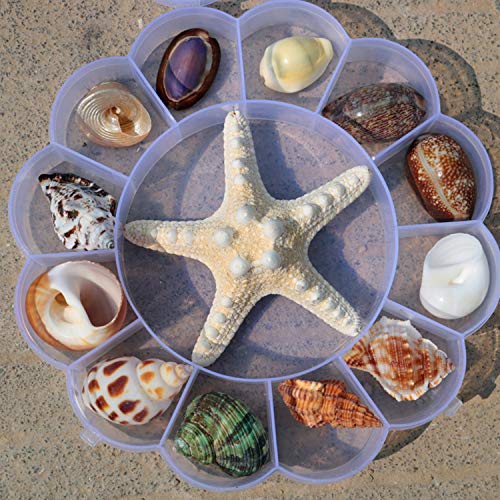 SQINAA Coquillages Mixte Plage Coquillage Naturel Étoile De Mer pour Plage Thème Fête De Mariage Décorations Bricolage Artisanat Décorations pour La Maison Fish Tank Fournitures,A