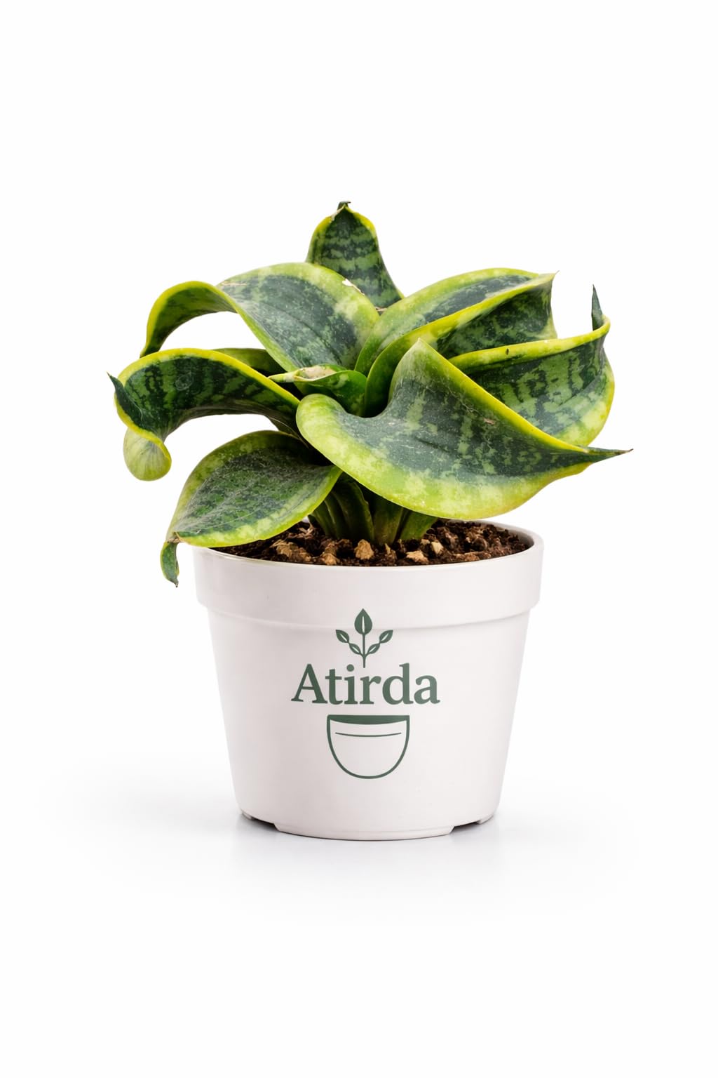 Snake Plant Variegated Green & Gold Live Plant – Low Water Indoor Plant for Home Decoration Pack of 1-image-12