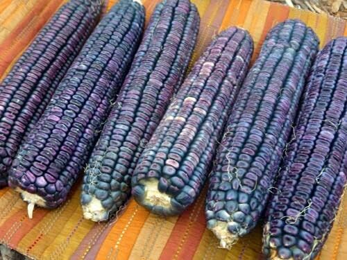 30 Seeds of Blue Maize - ZEA MAYS - Blue Corn