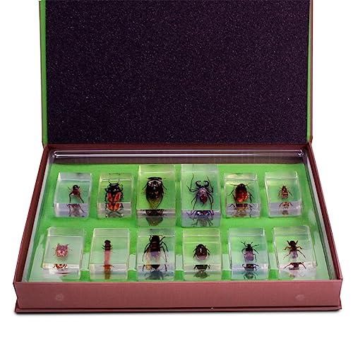 Image of Geoworld Nature Collection Insects in Resin: 12 Insects - Wasps, Spiders, Beetles and More - STEM Education or Collection Set