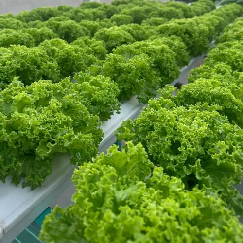 pflücksalatsamen winterhart,salat, luftreinigende kopfsalat garten indoor alte sorten 450pcs