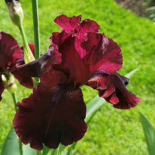 lampadine dell'iride dell'iride, perenne del prato fiorito lampadine dell'iride, piantare fiori, fiori da giardino fiori resistenti, piante autunnali dalla resistente Bulbi a 10pcs