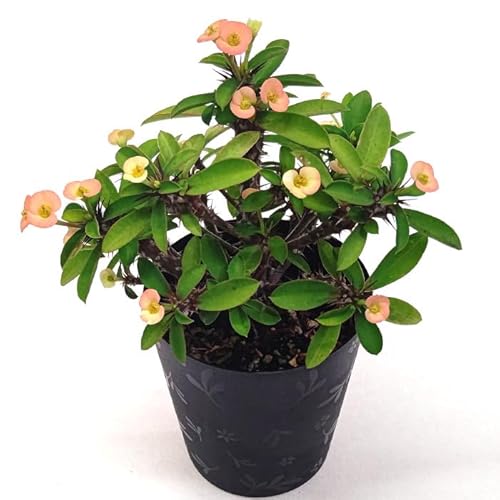 [tHrA ԃL niL 3.5 10.5cm v  A  ϗtA A Ԕ  񂹐A t[