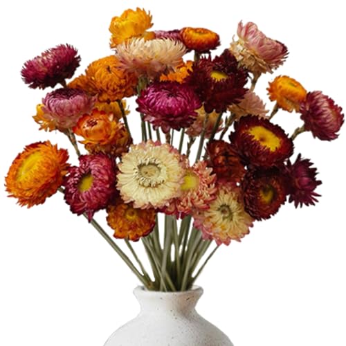 MUYAPAY 20 Piezas Flores Secas Preservadas Naturales, Flores Secas Decorativas Crisantemo, Flore Manualidades Colores Mixtos para Decoracion Ramos DIY Arreglos Florales de Boda y Decoracion del Hogar