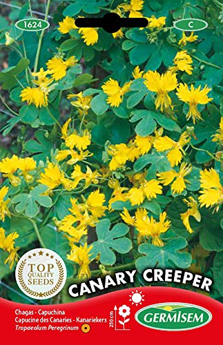 Germisem Canary Creeper Semi Di Nasturzio 2 G