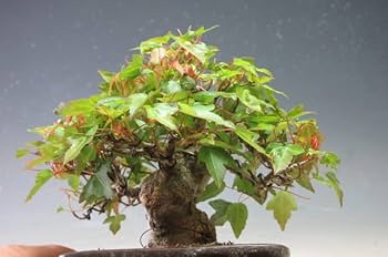 Amazon | 小品盆栽 楓（カエデ）【現品】（733816） | ヴェールモア