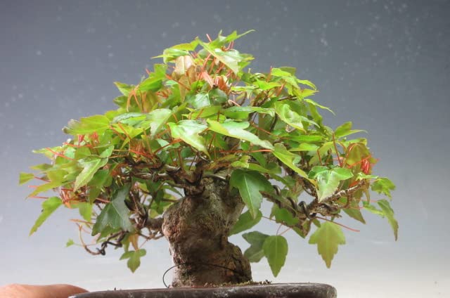 小品盆栽楓 楽天市場】（株）一樹園 楓 小品盆栽／樹齢15年 : 一樹園