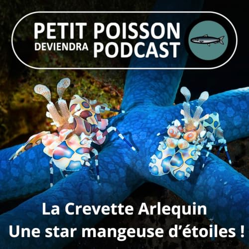 S06E04 La Crevette Arlequin : Une star mangeuse d'&eacute;toiles... de mer