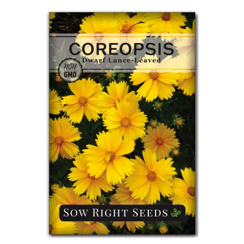 Sow Right Seeds - Dwarf Lance-Leaved Coreopsis Seeds for Planting - Non-GMO Heirloom Perennial Tickseed - Easy-to-Grow Flower for Butterflies & Bees - Sun-Loving Blooms for Gardens and Borders (1)