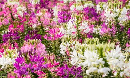 100+ Cleome Spider Flower Seeds Mixed Colors Flowers Cleome Planting
