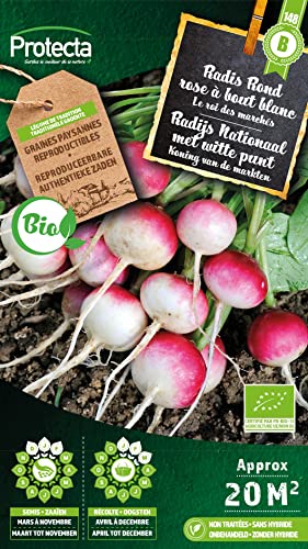 Radis Rond rose à bout blanc BIO- Protecta Graines paysanne