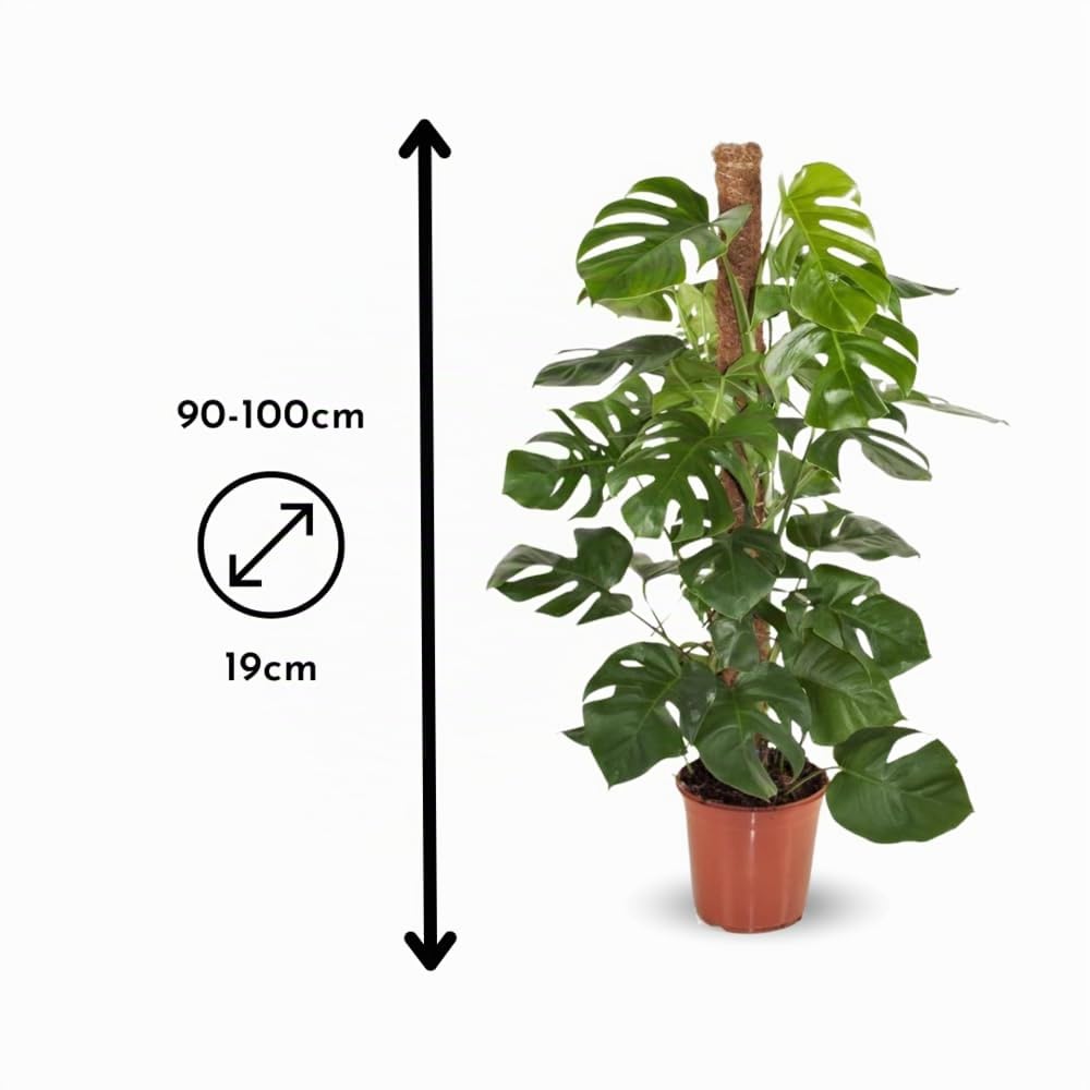 Attitude Jardin - Monstera deliciosa - plante trouée avec tuteur - purificateur d'air - 90-100 cm - ⌀ 19 cm - plante d'intérieur