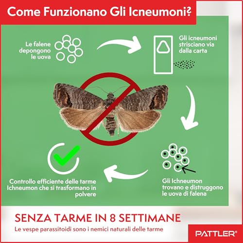 Pattler® Vespe Antitarme Alimentari - Anti Farfalline Del Cibo Per Un Controllo Efficace Delle Tarme Alimentari. Alternativa A Trappole, Spray E Trappole A Feromoni - 3 Biocard Con 1 Consegna - 3