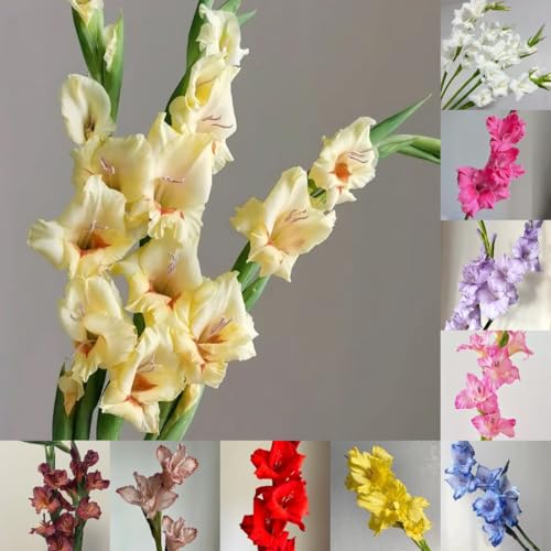8 piezas Bulbos de gladiolos resistentes, decoración de flores, plantas de interior gladiolos, gladiolos, cobertura del suelo, planta perenne resistente, prado de flores Flores de