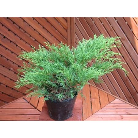 Amazon Co Jp オールドゴールド コニファー 普段は緑 春はゴールドの芽吹き ホーム キッチン