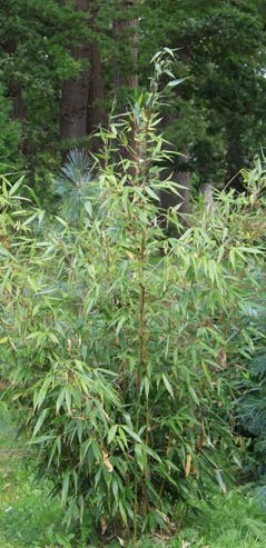 Fargesia robusta 'Wolong' Clumping Bamboo 3'-4' Tall Live Plant