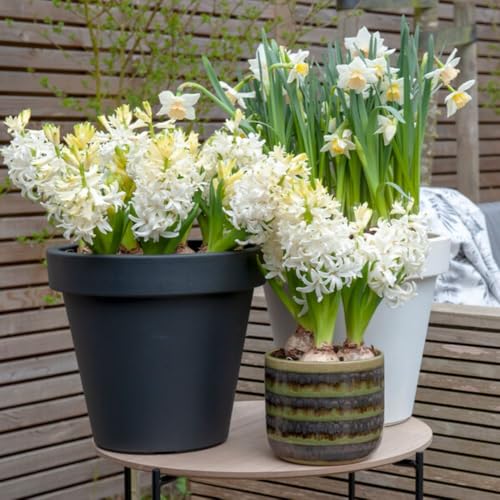 Hyacinth Snow Crystal Fragrant Double White Hardy Perennial Bulbs for Indoor & Outdoor Spring Blooms 5 Bulbs By Thompson & Morgan