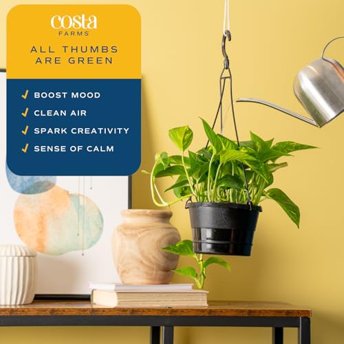 Image of Costa Farms Golden Pothos Live Plant in Hanging Grower Pot, Easy-Care, Air Purifying Indoor Houseplant, Home, Room, or Office Decor, Great House Warming or Birthday Gift, 8-10 Inches Tall