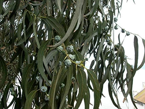 Eucalyptus Globulus 50 Seeds - Tasmanian Blue Gum Tree Seeds, Eucalyptus Plant Live Indoor Seeds, Blue Eucalyptus Seedlings, Fast Growing Plant
