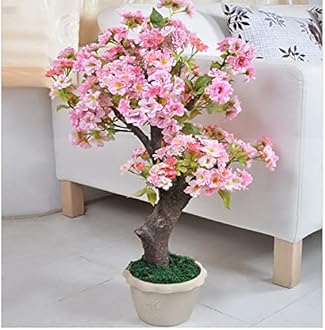 50+ Rare Cherry Blossoms Seeds for Planting - Dwarf Pink Sakura Weeping Cherry Apple Blossom Bonsai Tree Seeds for Garden/Indoor/Outdoor