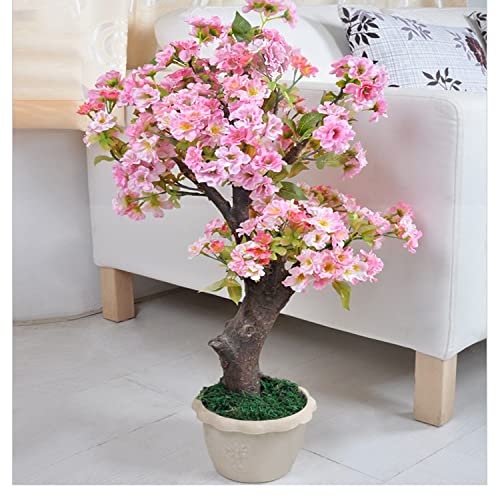 50+ Rare Cherry Blossoms Seeds for …