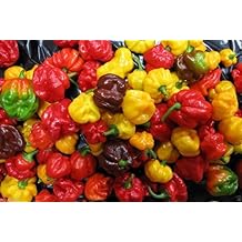 25 بذور سكوت بونيت بيبر SEEDS-Caribbean Mix - RED ، YELLOW ، و CHOCOLATE