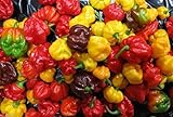 SCOTCH BONNET PEPPER SEEDS-(Caribbean Mix) - RED,YELLOW,AND CHOCOLATE !(100 Seeds)