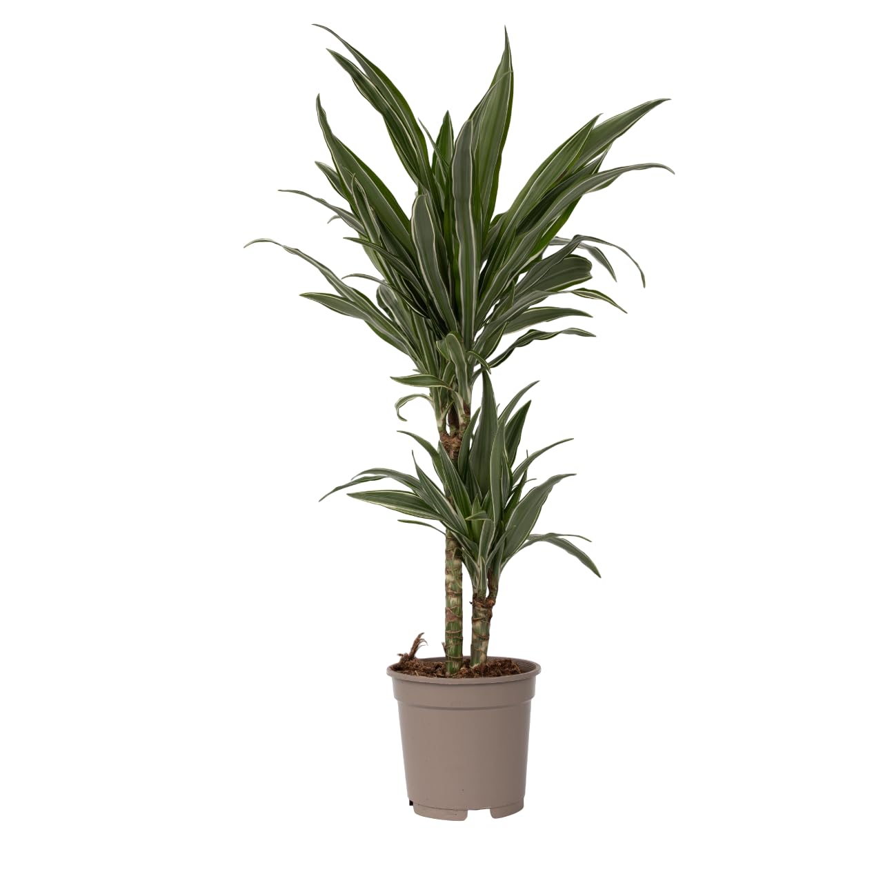 Plant in a Box - Dracaena deremensis 'Warneckei' - Zimmerpflanze -  Drachenbaum - Topfgre 17cm - Hhe 60-70cm : Amazon.de: Garten