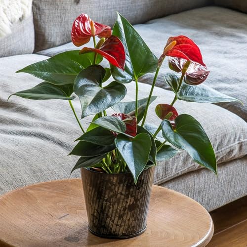 Image of Crocus Collection 14cm Metal Planter Flower Pot Zinc Galvanised Steel Decorative Herringbone
