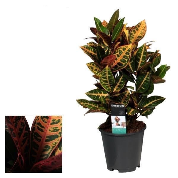 Croton Petra Zimmerpflanze Ø17 cm 55 cm | pflegeleicht und dekorativ, für Wohnraum und Arbeitsplatz, für Wohnzimmer und Büro, für helle bis halbschattige Standorte