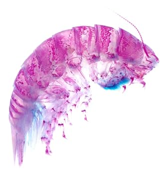 【1点物】乾燥・色彩保存標本 オオグソクムシ 1点物】乾燥・色彩保存標本 オオグソクムシ③