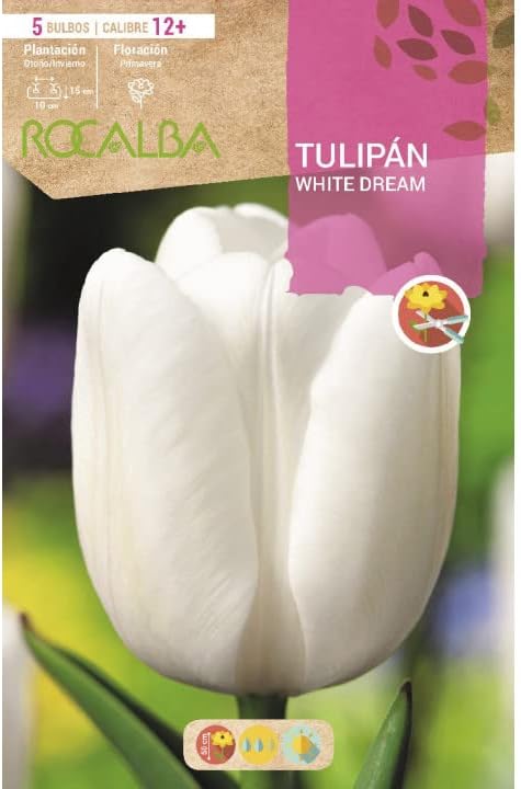 Tulipan White Dream Blancco Puro, Blister 5 Bulbos Calibre 12+