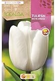 Tulipan White Dream Blancco Puro, Blister 5 Bulbos Calibre 12+