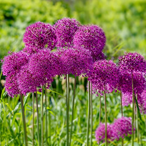 Garden State Bulb Purple Sensation Allium Flower Bulbs, 12/+ cm, Fall Planting (Bag of 100)