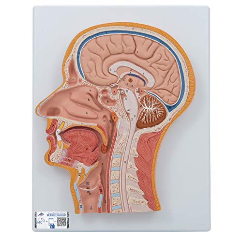 3B Scientific A20/9 Cranio Modello Classico, con Cervello, in 8 Parti + software gratuito di anatomia - 3B Smart Anatomy