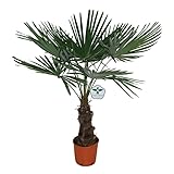 Trachycarpus Fortunei - Hanfpalme - TopfØ: 27 cm Höhe: 140 cm -Zimmerpflanze und...