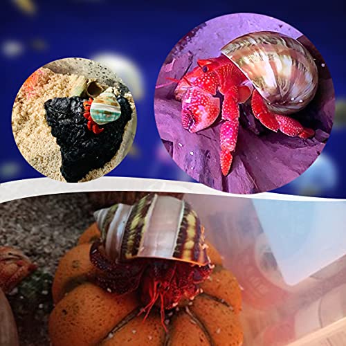 PPCLION Unstained Natural Hermit Crab Shells Pearl Turbo Seashell for Décor, 3 Kinds 6 PCS Size 1.5\" - 2\", Opening 0.8-1\" Hermit Crab Supplies