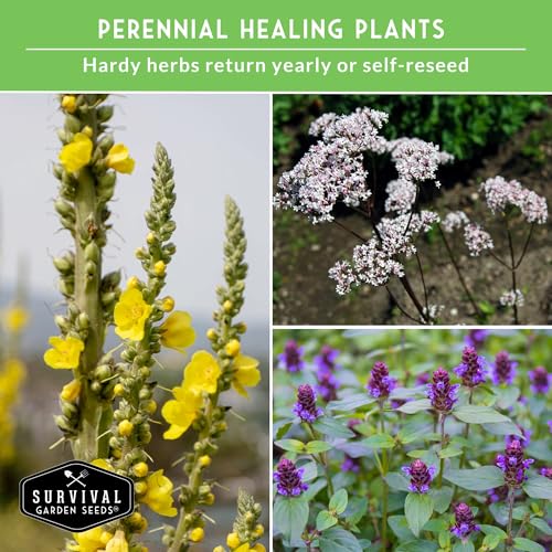 Advanced Medicinal Herb Seeds Collection – Variety Pack for Planting with Mullein, St John’s Wort, Valerian, Mugwort – Heirloom Apothecary Herbalist Seed Bundle - Survival Garden Seeds - Image 4