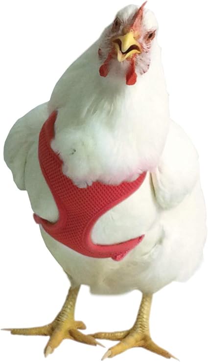 amazon chicken leash
