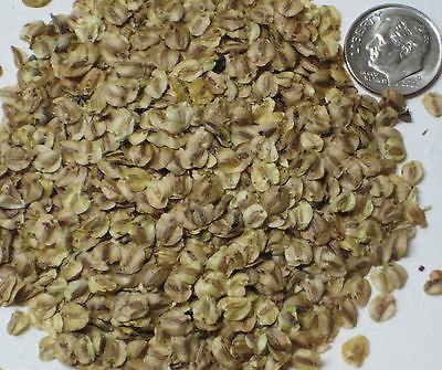 Graines Confezione Alba Séquoia, Metasequoia Glyptostrobides Idéal Par 10