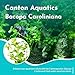 CANTON AQUATICS Live Aquarium Bacopa Caroliniana Plants - Long Lasting & Easy to Care - Improves Water Quality - Excellent Oxygenator - All Natural & Organic Aquatic Plant - (Bunch 3-5 Stems)