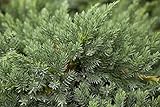 Juniperus squamata 'Blue Carpet' 20–30 cm – Winterhart, Immergrün, Pflegeleicht – Teppichwacholder – Bodendecker für Steingarten & Kübel